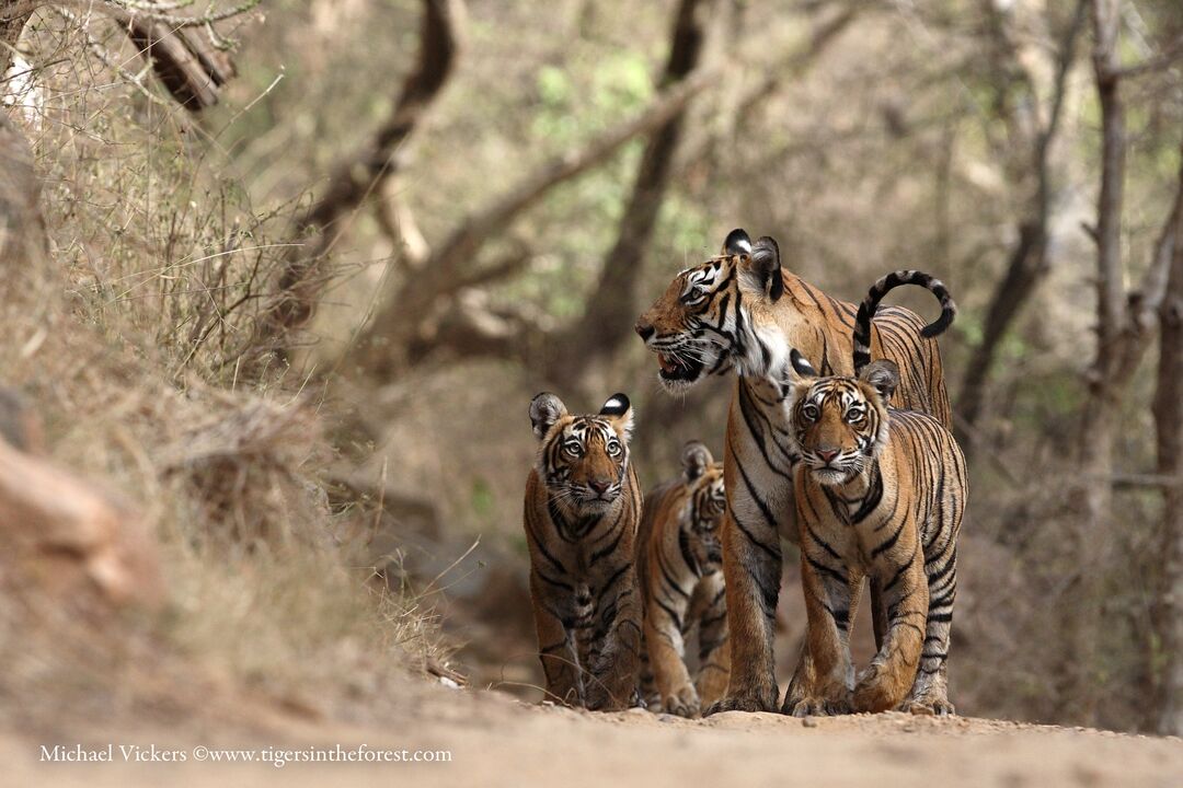An adult tiger with two young tigers walking along a path towards the camera