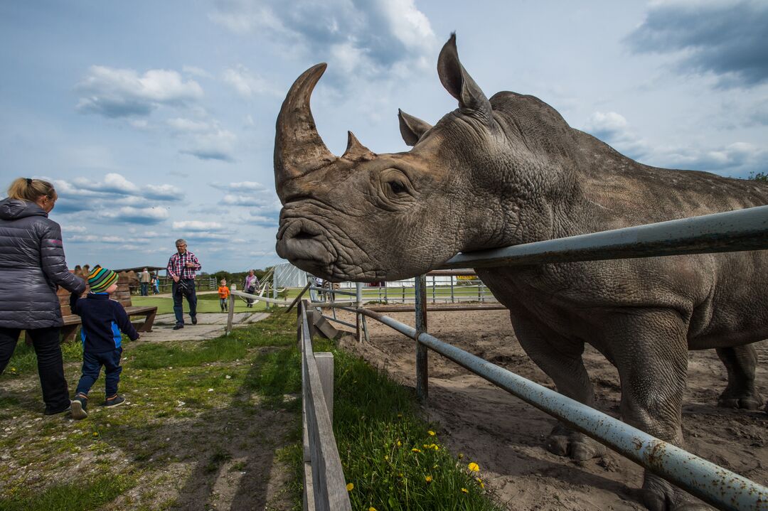 A captive rhino in a pen at a zoo, with people walking past