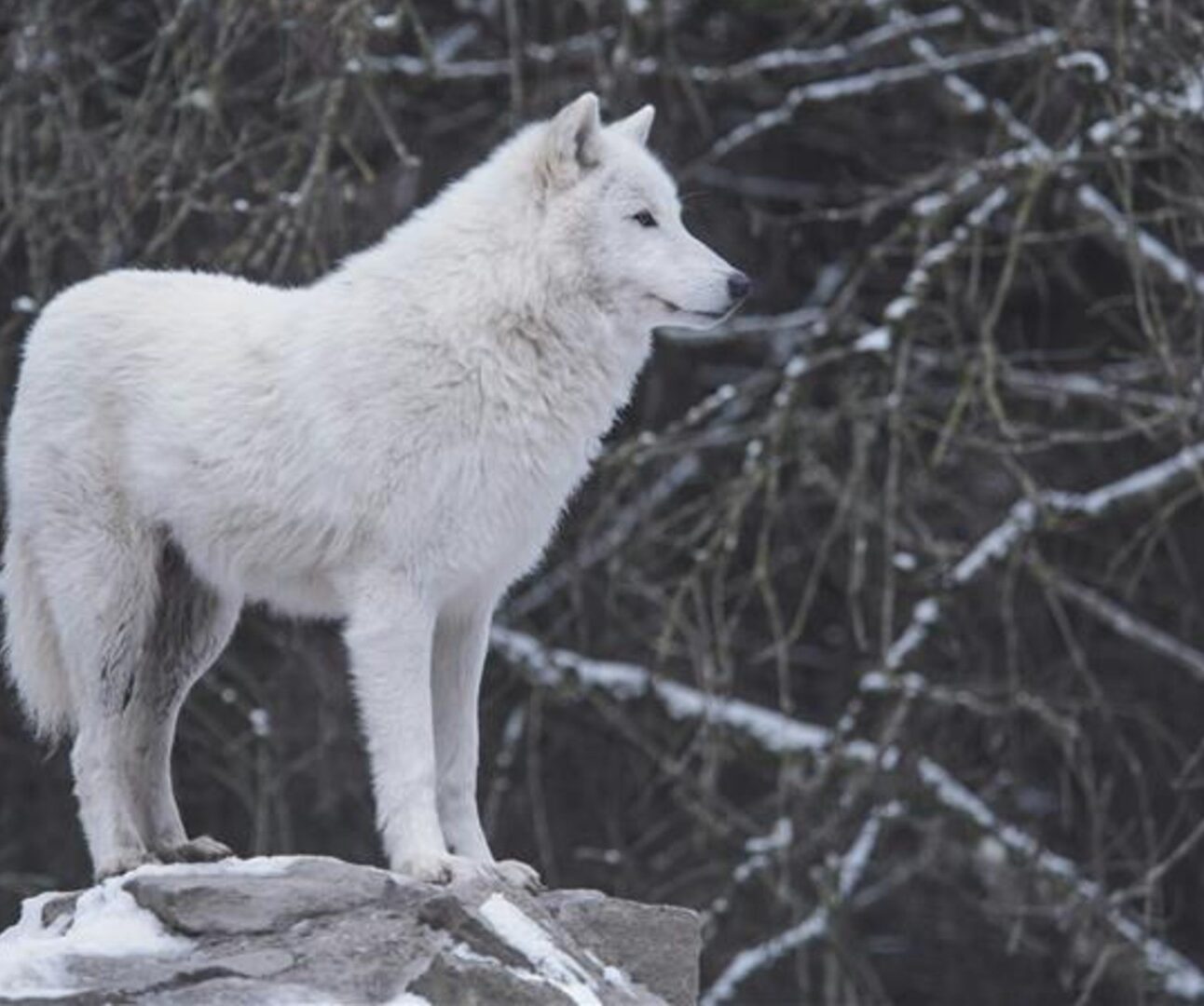 A white wolf standing on a rock with tree branches in the background