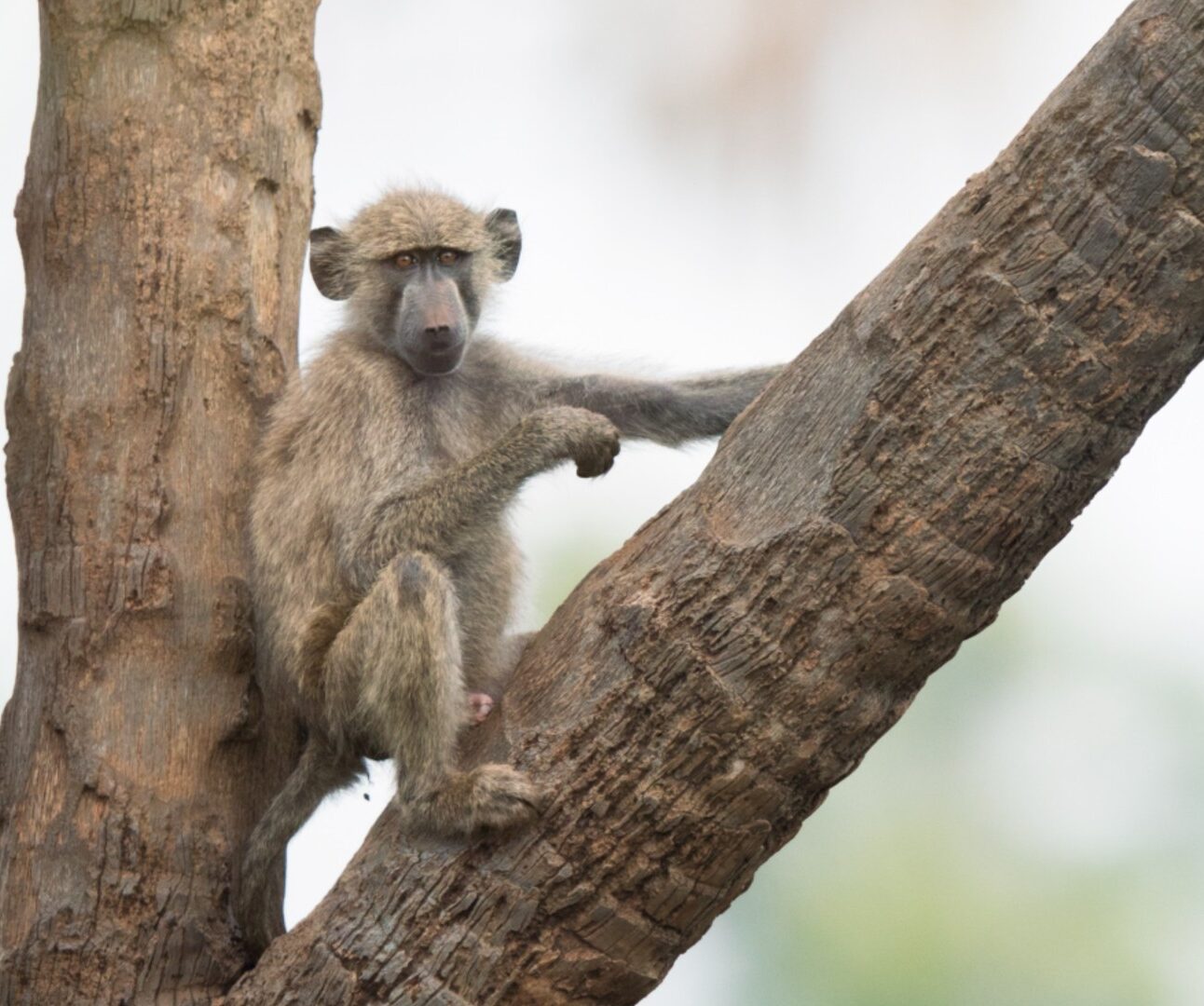 A baby baboon sitting on a tree branch
