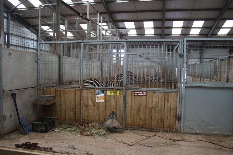 SAFARI ZOO GALLERY (2022)