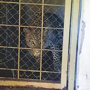 A leopard barely visible peering out from inside a dirty looking, cramped zoo cage