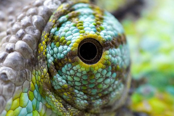 A close-up image of a reptile's eye