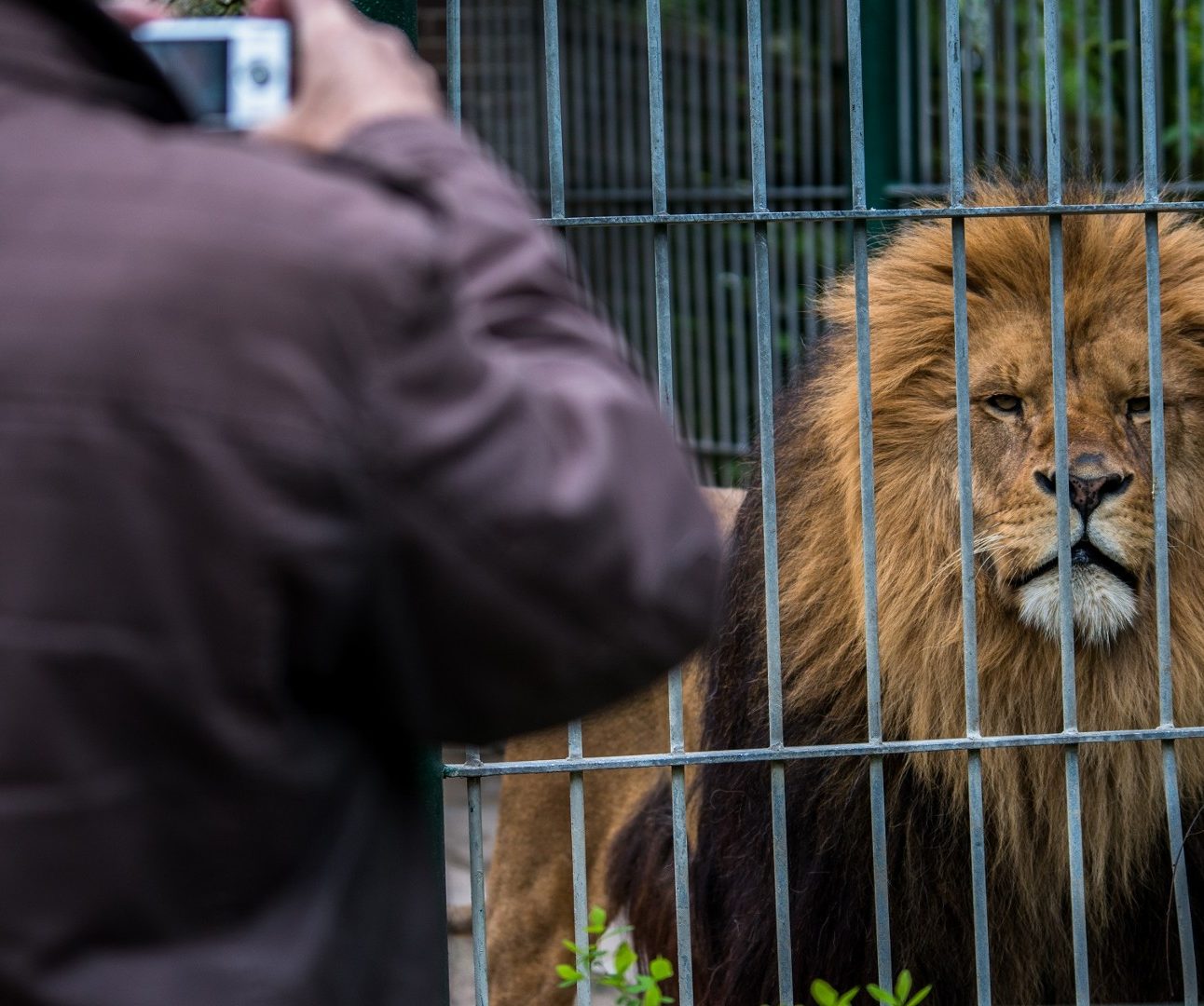 A photo of a lion behind the bars of a zoo enclosure with a man taking a photo of it