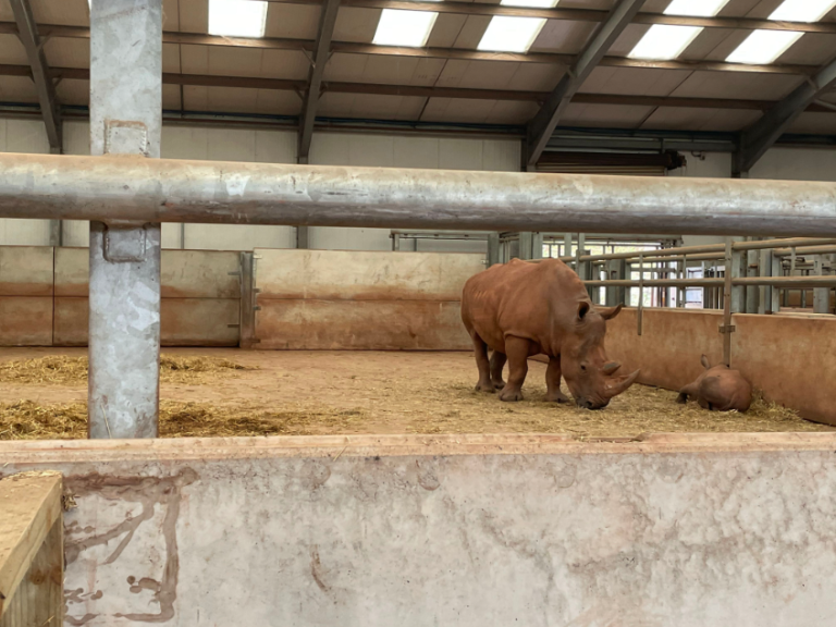 SAFARI ZOO GALLERY (2022)