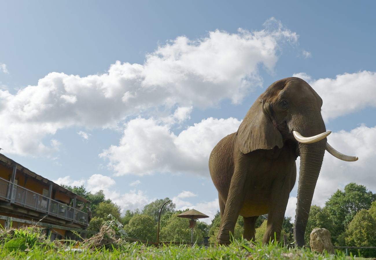 An African elephant is standing on grass with a building in the background and blue sky with clouds