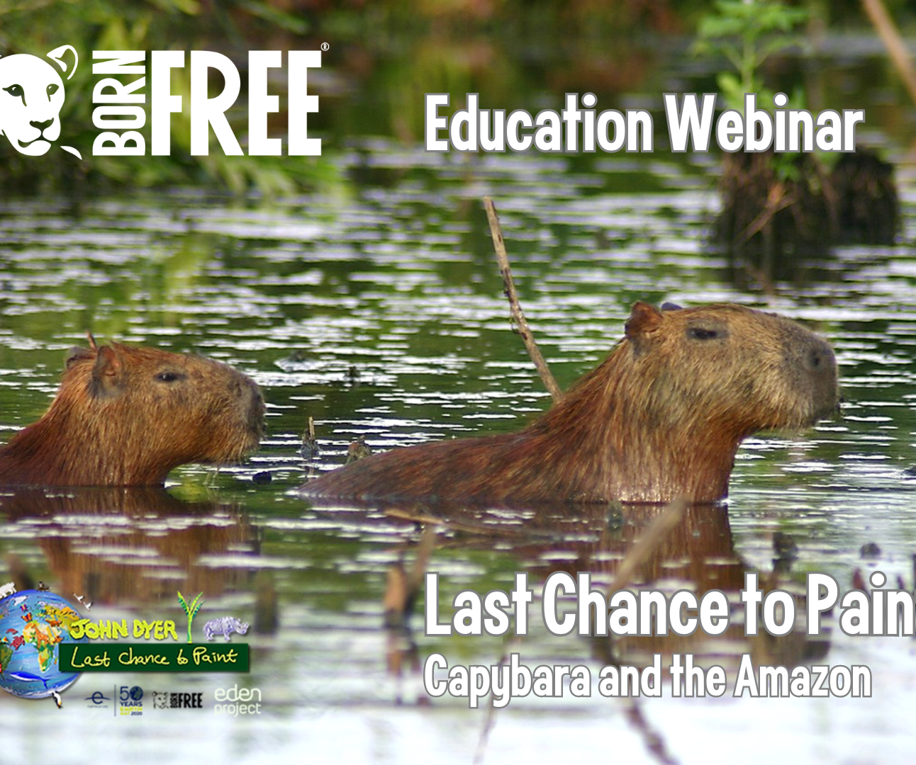 Capybara in a lake surrounded by rainforest