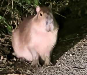 A photo of a capybara on a gravel bath, taken at night with a bright flash