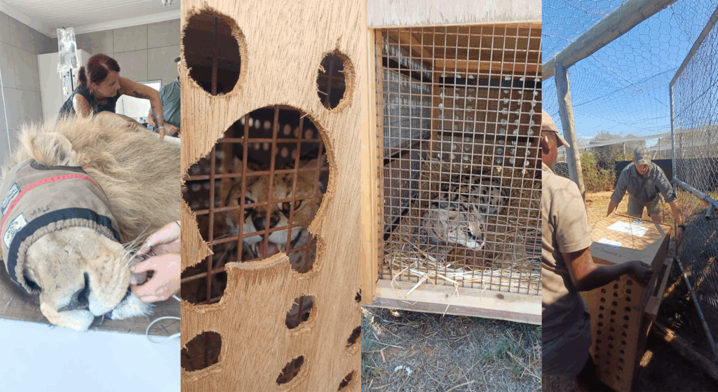 A montage of images showing a lion in blindfold lying on a table, two servals in travel crates, and a crate being opened into a sanctuary enclosure